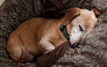 Why Should You Buy a Calming Dog Bed for Your Pet?