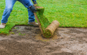 Steps for Preparing the Ground for Zeon Zoysia Installation