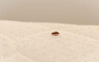 Bed Bugs: Understand Heat Treatment Techniques to Get Rid Of Them