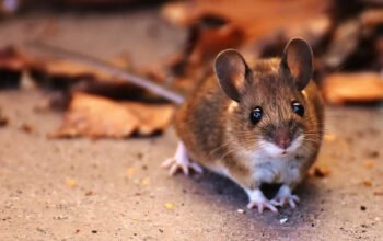 Understanding Mice Guide to These Fascinating Creatures